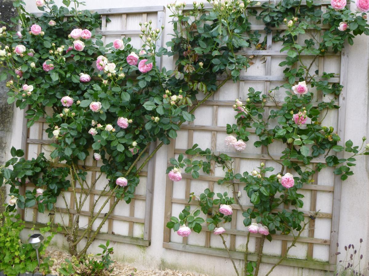 Bed and Breakfast Domaine Du Fief Aux Dames Monnieres  Exterior foto